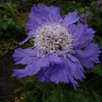 Scabiosa caucasica 'Stäfa'