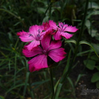 Dianthus cruentus