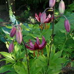 Lilium martagon 'Claude Shride' - Lelie