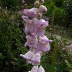 Penstemon grandiflorus - Slangekop, grootbloemige