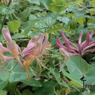 Kamperfoelie,  Wilde kamperfoelie - Lonicera periclymenum 'Belgica'