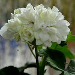 Pelargonium 'Fantasie' - Geranium