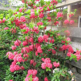 Rhododendron  'Homebush'