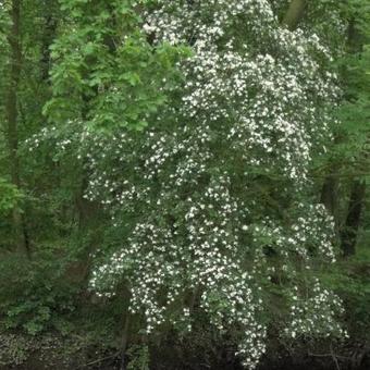 Crataegus monogyna