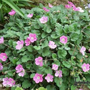 Erodium reichardii