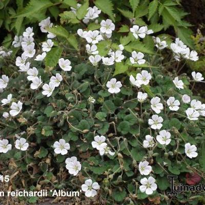 Erodium reichardii 'Album' - Reigersbek