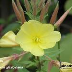 Oenothera glazioviana - Grote teunisbloem