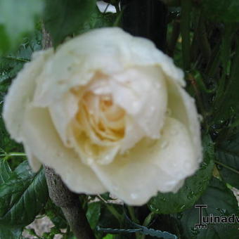 Rosa 'Uetersener Klosterrose'