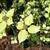 Cornus kousa 'China Girl