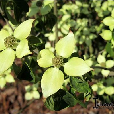 Japanse kornoelje - Cornus kousa 'China Girl