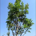 Fraxinus Ornus 'Obelisk' - Pluimes