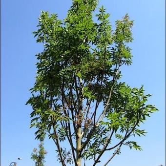 Fraxinus Ornus 'Obelisk'