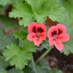 Pelargonium 'Crimson Unique' - Geranium