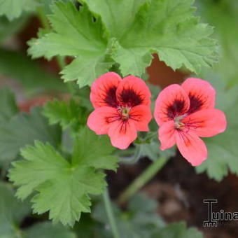 Pelargonium 'Crimson Unique'