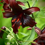 Lilium 'Night Flyer' - Aziatische lelie