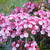 Kalmia latifolia 'Ostbo Red'