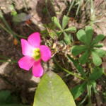 Oxalis lasiandra - Klaverzuring, Palmboomoxalis,