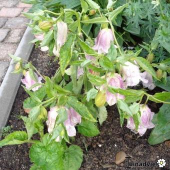 Campanula punctata 'Pantaloons'