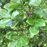 Euonymus fortunei 'Vegetus' - Kardinaalsmuts