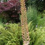 Eremurus x isabellinus 'Romance' - Naald van Cleopatra