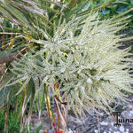 Cordyline australis - Koolpalm