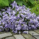 Campanula garganica 'Senior' - Klokjesbloem