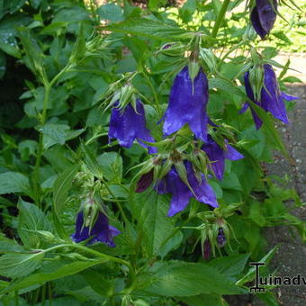 Campanula punctata 'Sarastro'