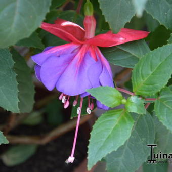 Fuchsia 'Gillian Althea'