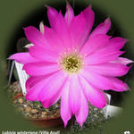 Echinopsis backebergii subsp. backebergii - Cactus