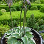 Hosta 'Country Mouse' - Hartlelie/Funkia