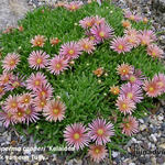 Delosperma cooperi 'Kelaidis' - IJsbloem