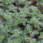 Thymus praecox arcticus 'Languinosus' - Wollige tijm