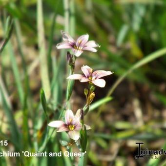 Sisyrinchium 'Quaint and Queer'