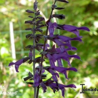 Salvia 'Amistad'