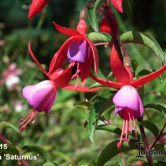 Fuchsia 'Saturnus'