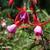 Fuchsia 'Saturnus'