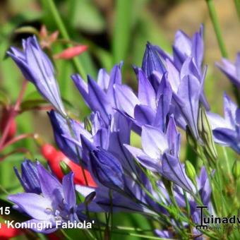 Triteleia laxa 'Koningin Fabiola'