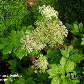 Peucedanum ostruthium