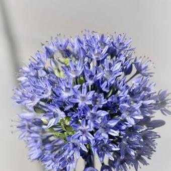 Allium wallichii