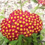 Achillea millefolium 'DESERT EVE Red' - Duizendblad