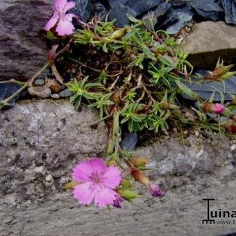 Dianthus haematocalyx subsp. pindicola