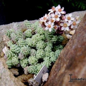 Sedum dasyphyllum subsp. dasyphyllum var. mesatlanticum