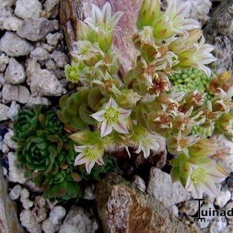 Rosularia libanotica