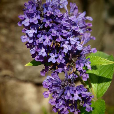 Kattekruid - Nepeta kubanica