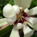 Calycanthus 'Venus' - Calycanthus