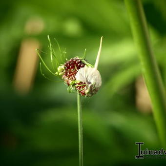 Allium 'Hair'