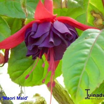 Fuchsia 'Maori Maid'