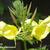 Oenothera glazioviana