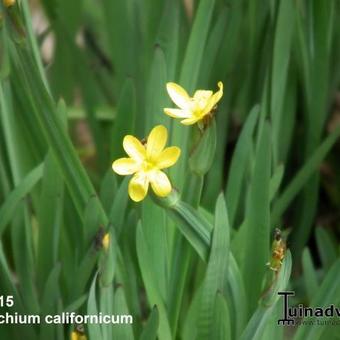 Sisyrinchium californicum