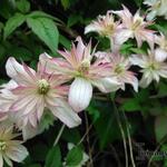 Clematis montana 'Marjorie' - Bosrank